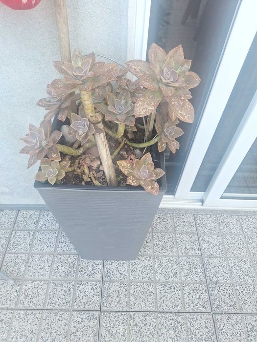 Plantas variadas