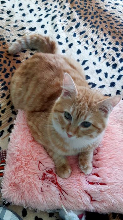 Кошечка Ханни ищет дом и семью