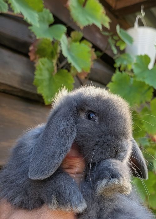 Mini Lop - Karzełek baranek