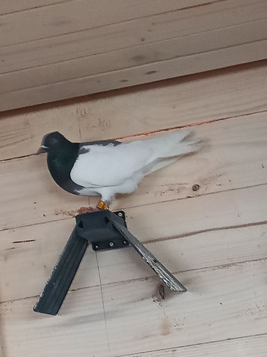 Sprzedam golębie tanio lub zamienię