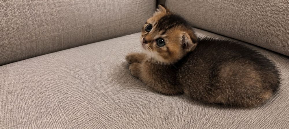 Кошенята шотландської породи