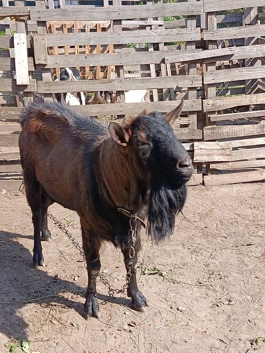Продам Альпийского козла