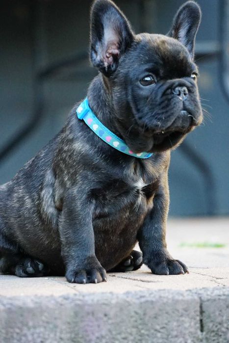 Buldog Francuski fci/zkwp