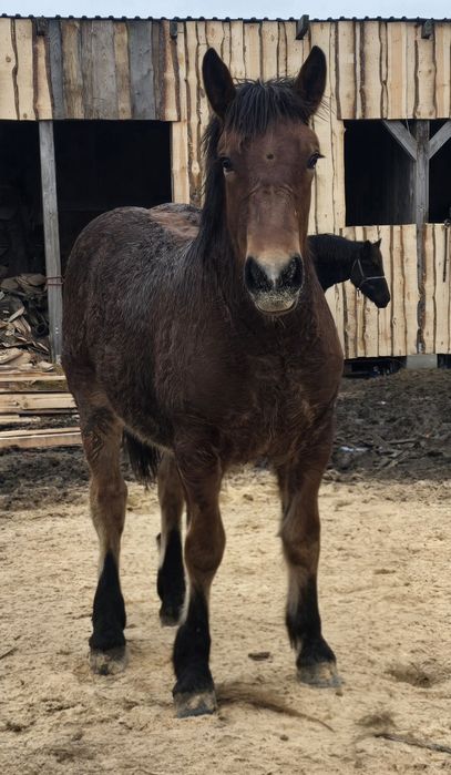 Źrebaki odsadki ogierek i źrebówka
