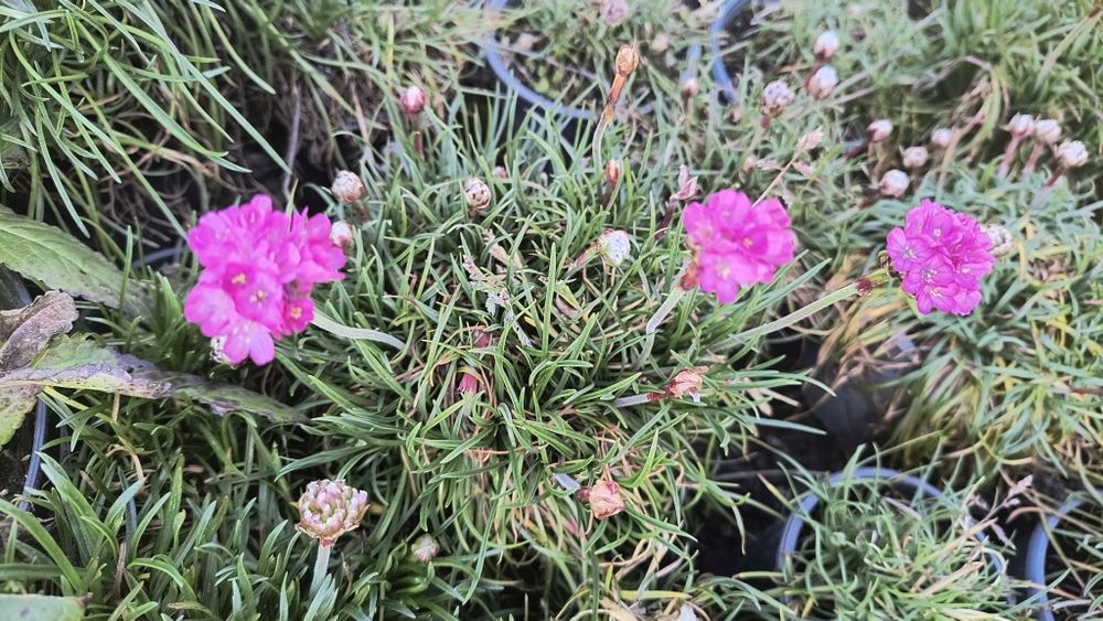 Вероніка 'Синій букет' .  Армерія рожева і біла у горщику