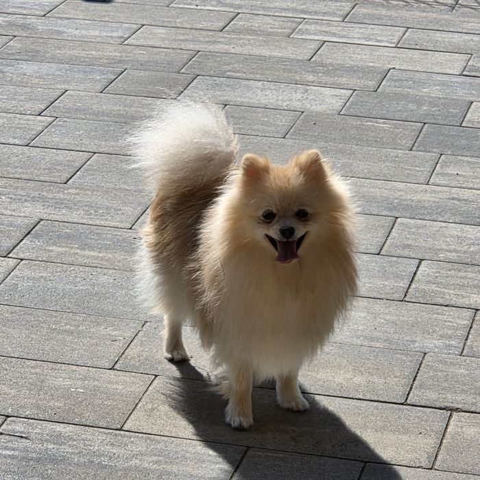Szpic miniaturowy, piesek, pomeranian