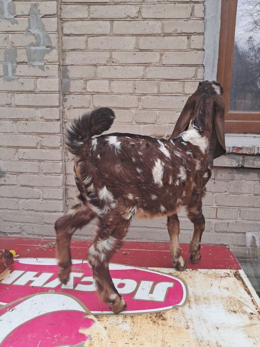 Козлик 75 % камори 25% нубиец