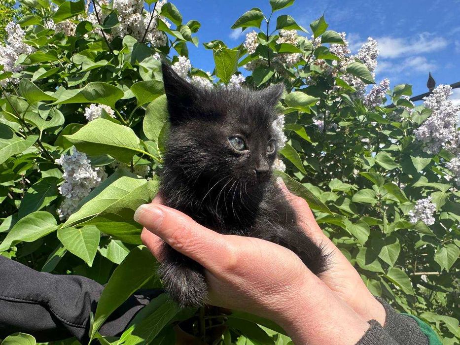 Кошеня, 1,5 місяців. Дівчинка в люблячу родину.