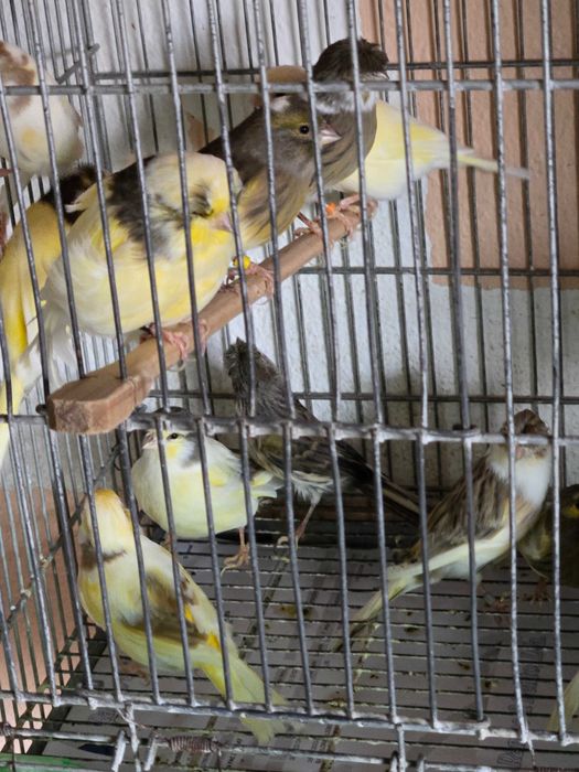 Canarios machos e femeas