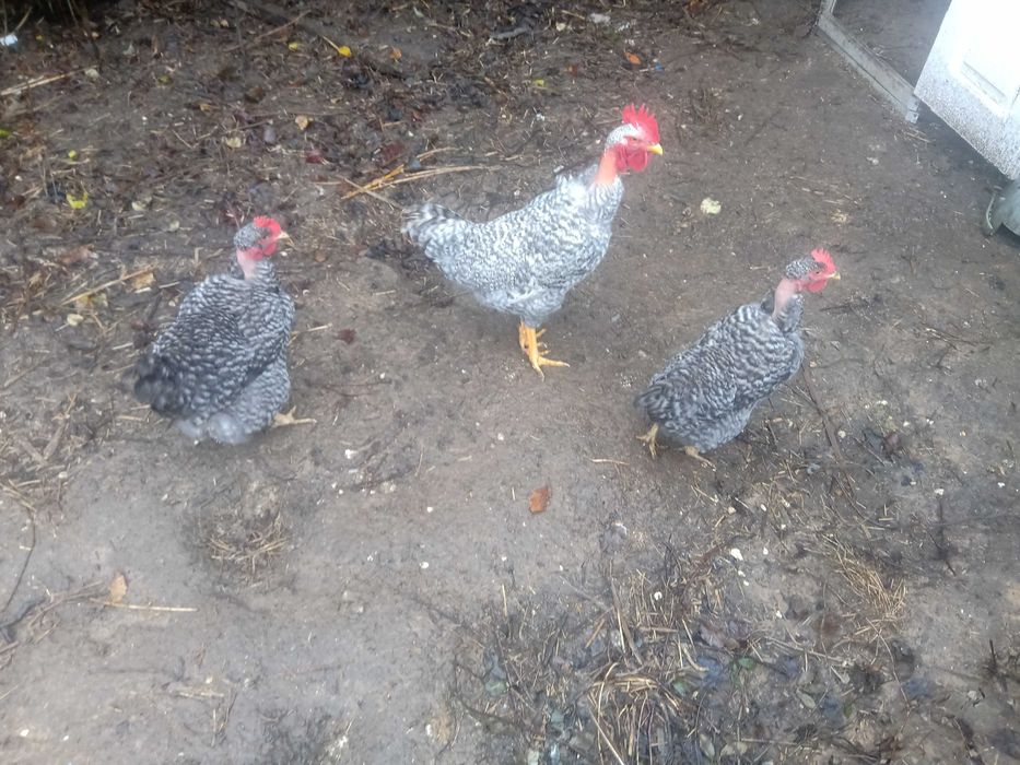 Vendo ovos galados de galinha Pedrês Portuguesa