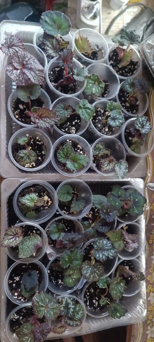 Бегонії декоративно-листові,набір