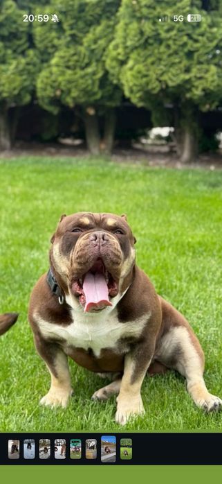 American Bully!!