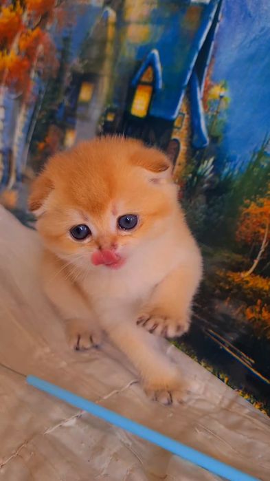 Ручные котята. Малыши золотая шиншилла.
