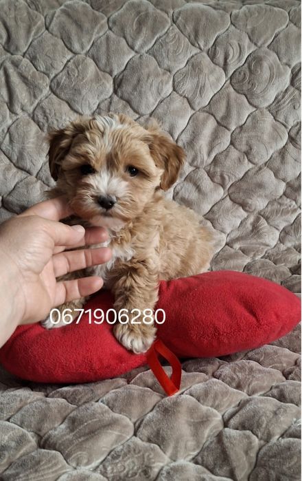 Дітки мальтіпу ф1