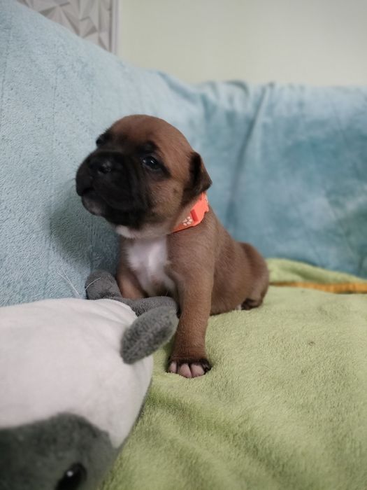 Cudna dziewczynka Staffik Staffordshire
