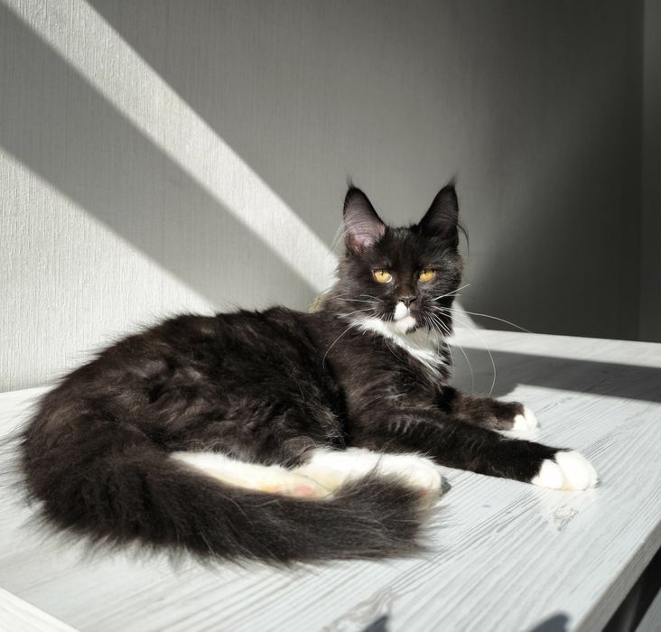 Мейн кун котята.