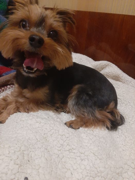 Передержка, Перетримка тварин