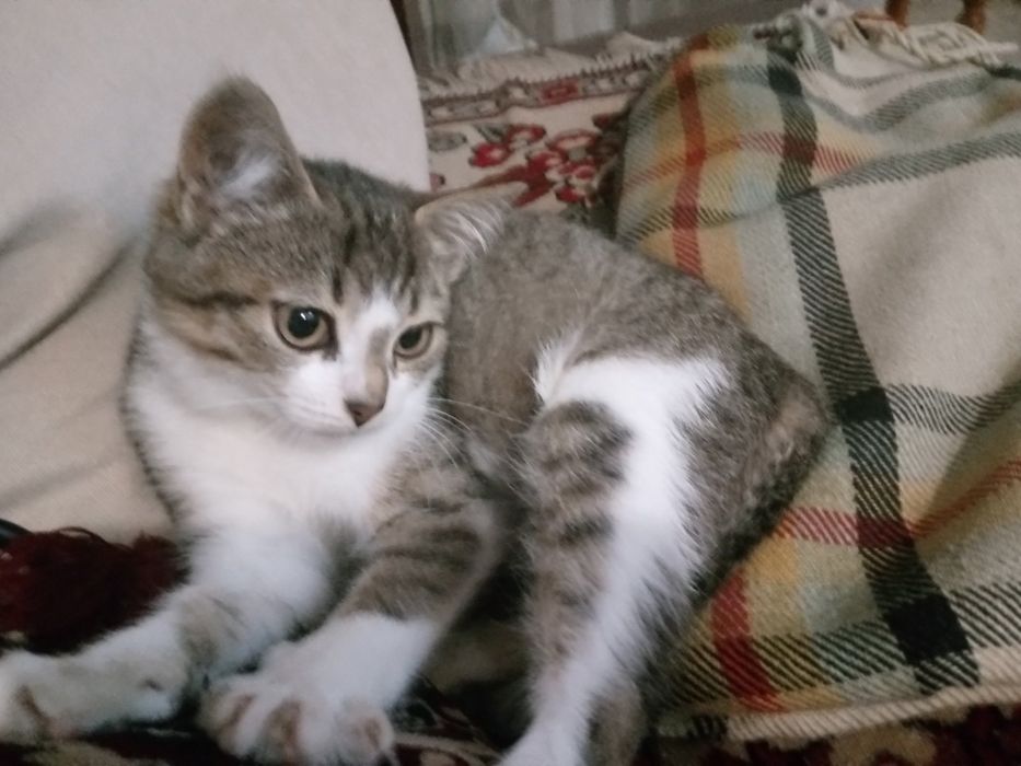 Соня 5 мес стерилизованная