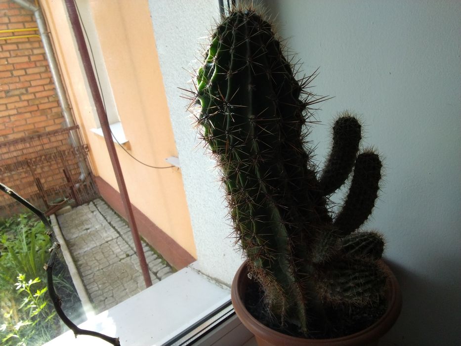 Кактус 150 грн.великий,