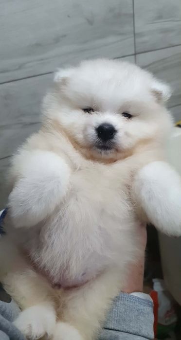 Samoyed zkwp FCI  Chłopiec