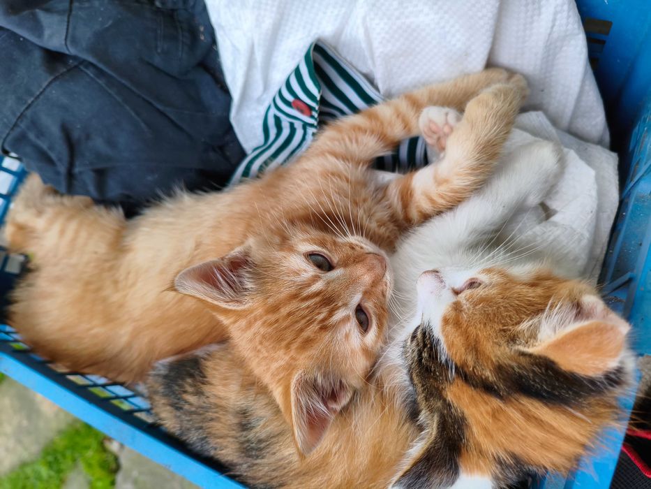 Віддам котиків двох