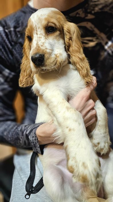 Cocker Spaniel Angielski - Urocza suczka Orange Roan