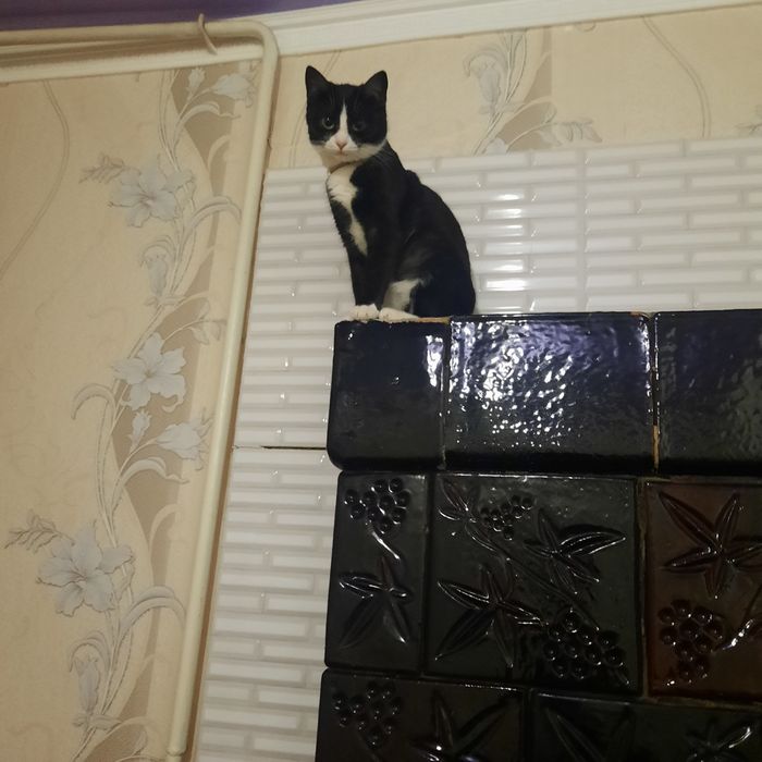 Пропала кішка в потягу