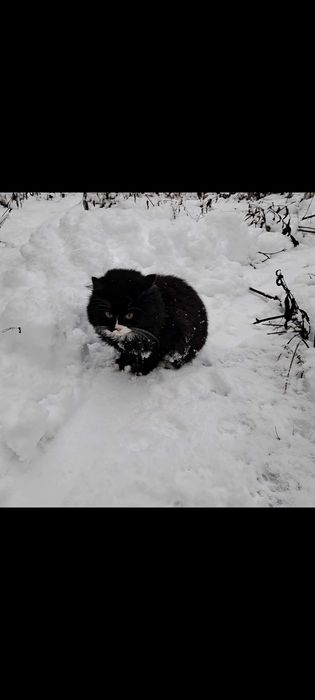 Котята пушистые красивые мальчики