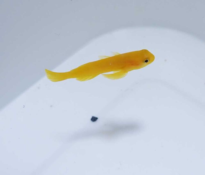 Gobiodon okinawae - ryba - akwarium morskie.