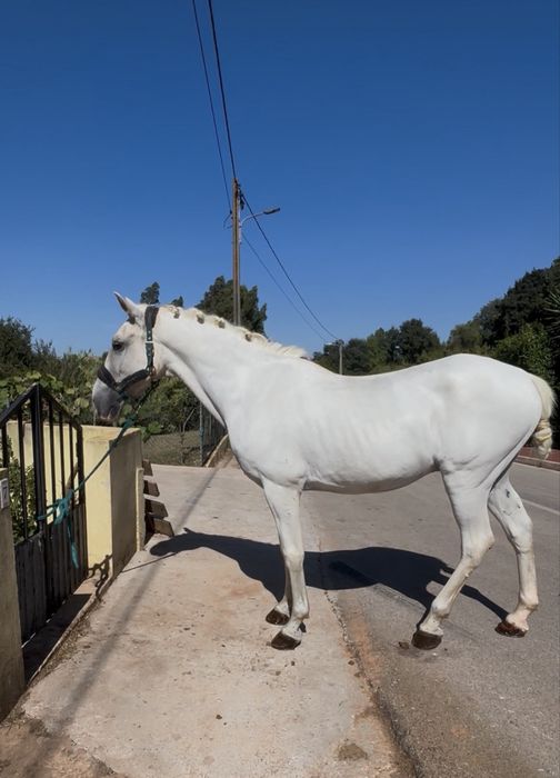 Cavalo mansinho montado e engatado