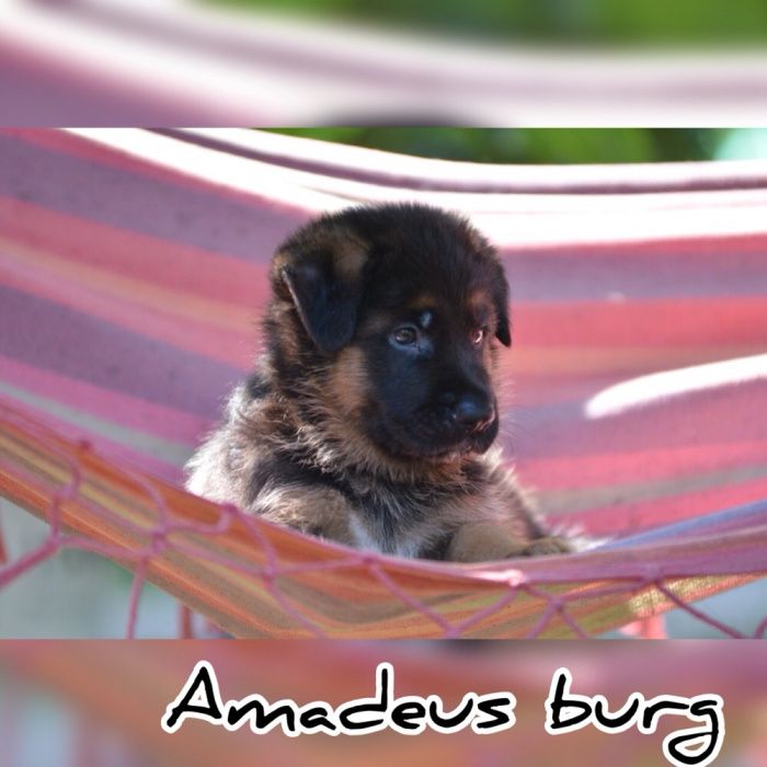 Щенки Немецкой овчарки