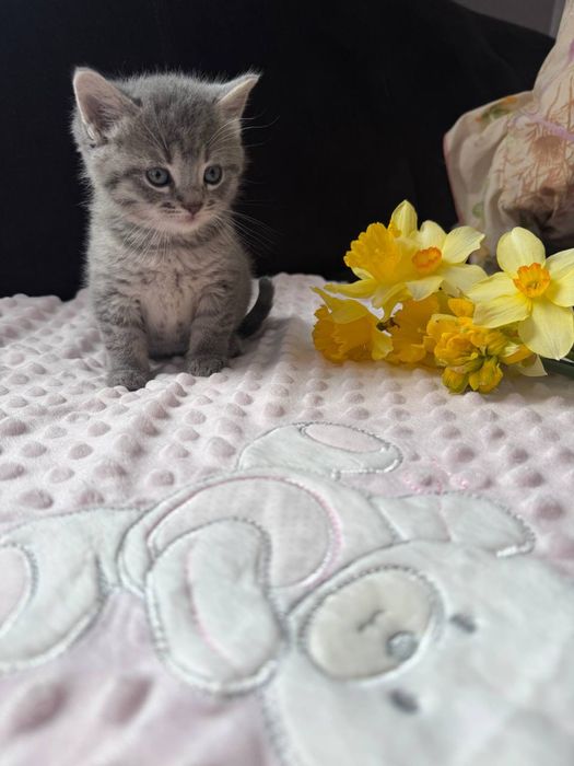 Продається  Тигрова Британка