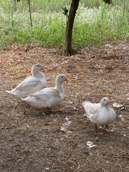 Patos brancos de carne
