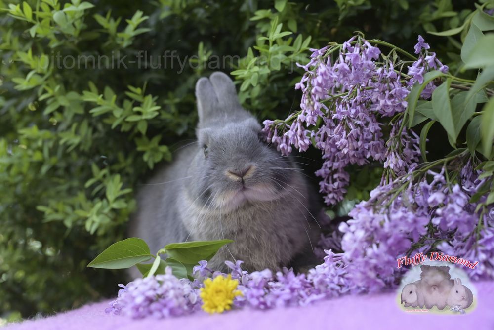 Карликові кролики з розплідника "Fluffy Diamond" Нідерландський карлик