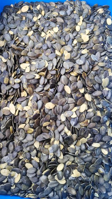 Dynia bezłuskowa bezłupinowa oleista pestki wysyłka od rolnika