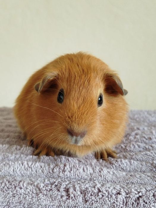 Морська свинка хлопчик