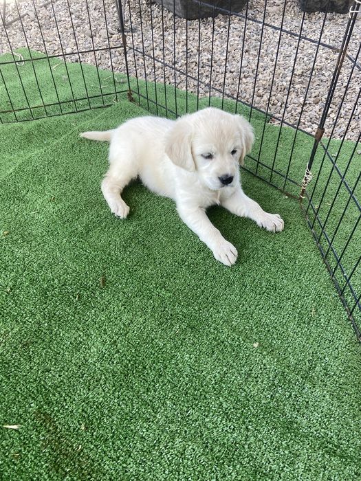 Golden retriever femea