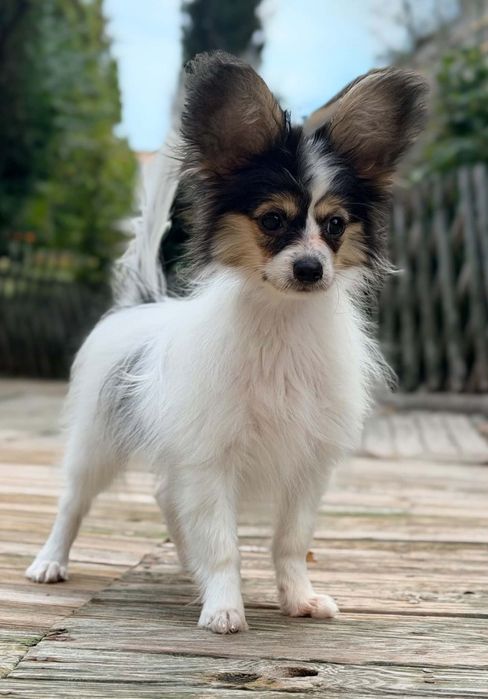 Papillon suczka ZKwP