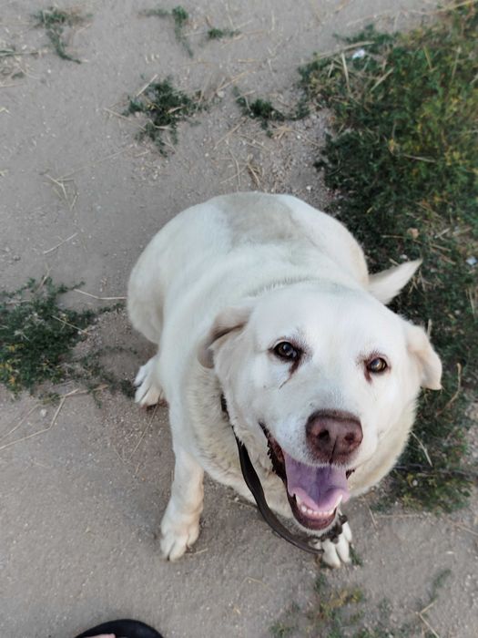 Dá-se cadela, Labrador, motivo mudança de casa