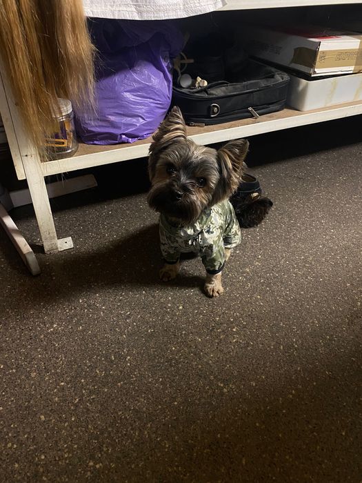 В’язка , пошук дівчинки Йорка