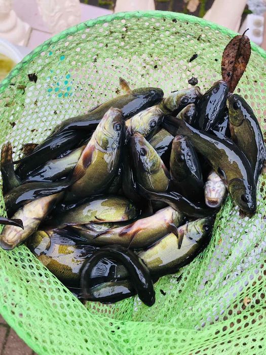 Продам малька Амура,Коропа, Толстолоба