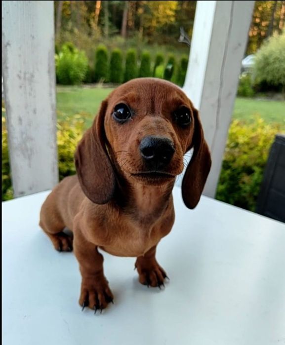 Uroczy jamnik miniaturowy krótkowłosy Rudy