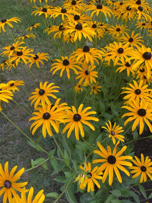 Bez , budleja, piwonia, rudbekia, kosaciec syberyjski, trojeść