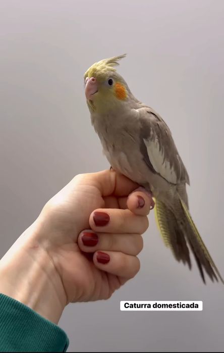 Caturra domésticada