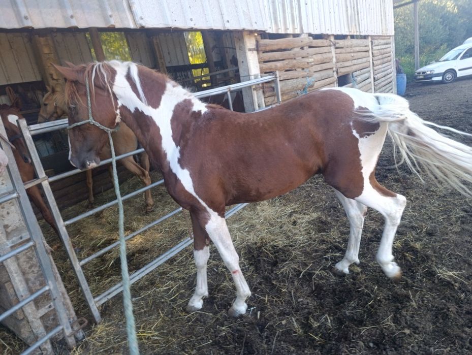 Para venda potro cruzado lusitano