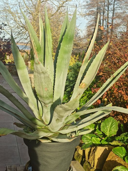 Agawa duża, wysokość z donicą 160 cm