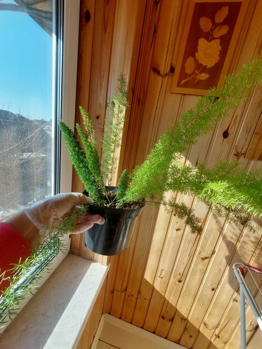 Аспарагус  Майера(Asparagus meyeri)