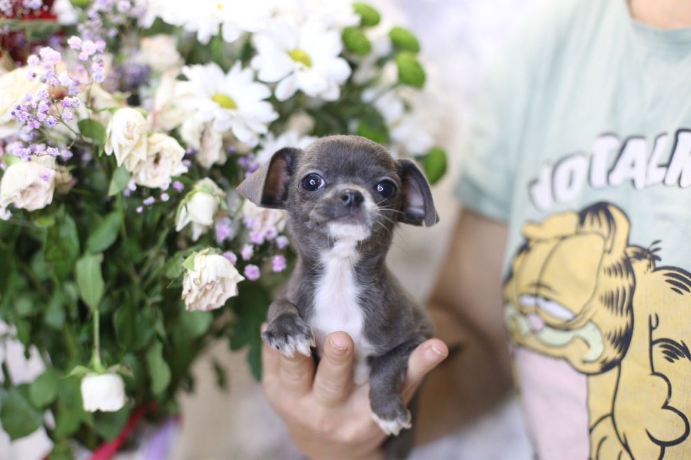 Гарненька блакитна дівчинка