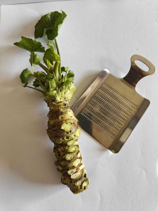 Wasabi Fresco (Rizoma Japonês) — Kit Sushi com Ralador