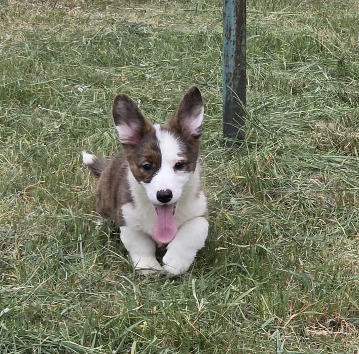 Welsh Corgi Cardigan